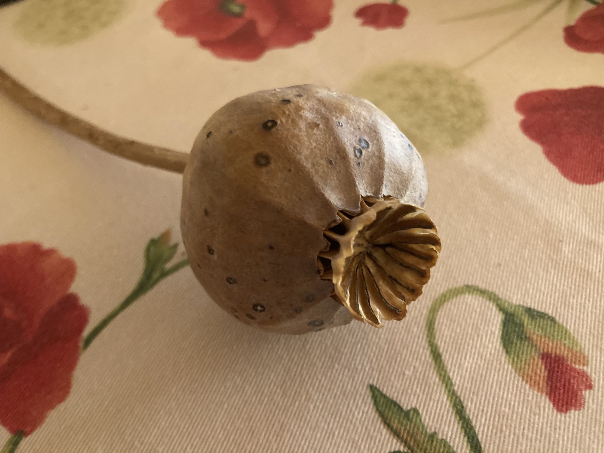 getrocknete Mohnkapsel auf einem Tischtuch mit Mohnblumendekoration, die Kapsel ist braun mit einer Art Krone obendrauf